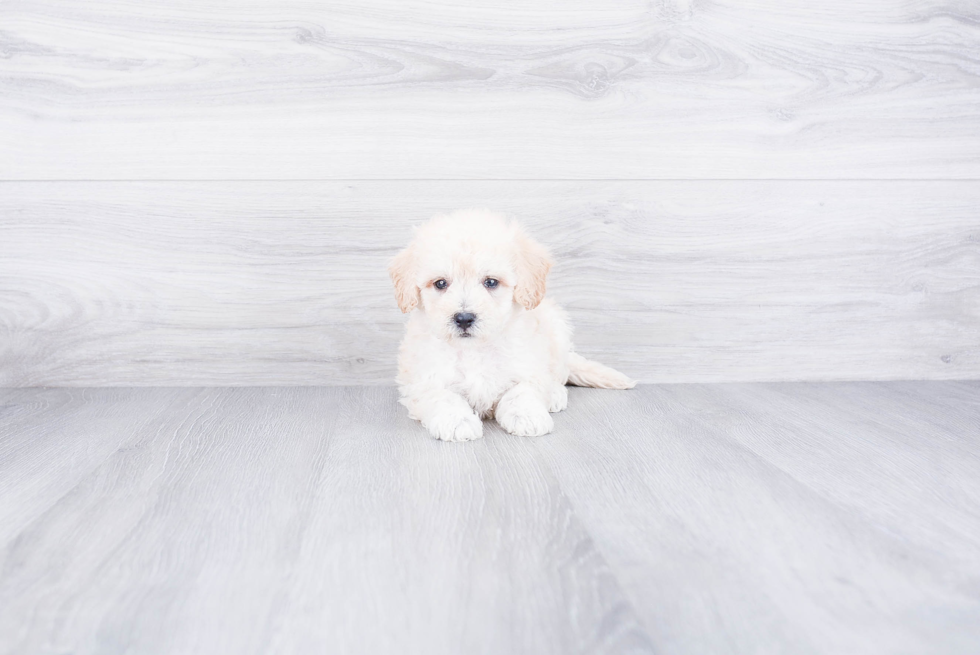 Smart Havanese Purebred Puppy