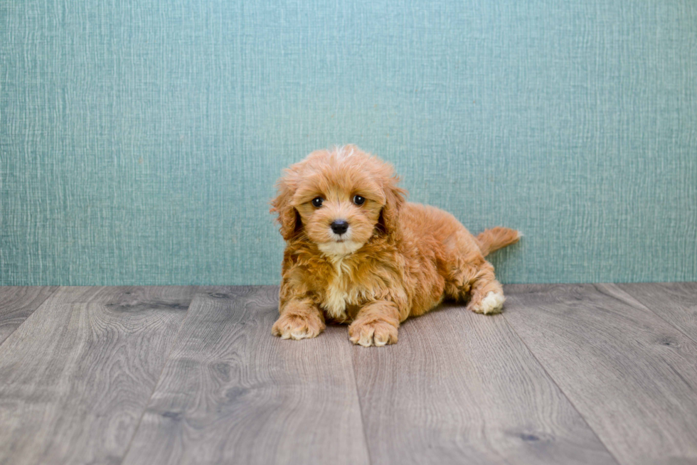 Best Cavapoo Baby