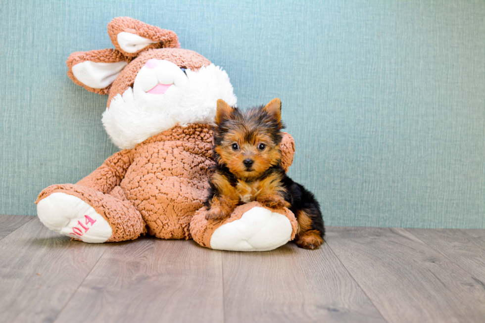 Meet Bronze - our Yorkshire Terrier Puppy Photo 