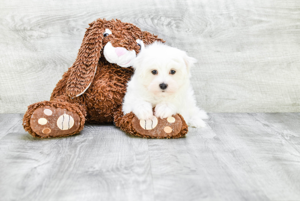 Best Maltese Baby