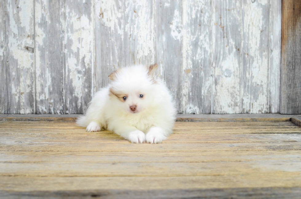 Adorable Pomeranian Purebred Puppy