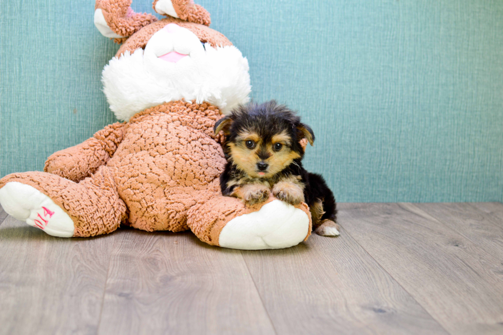 Best Yorkie Pom Baby