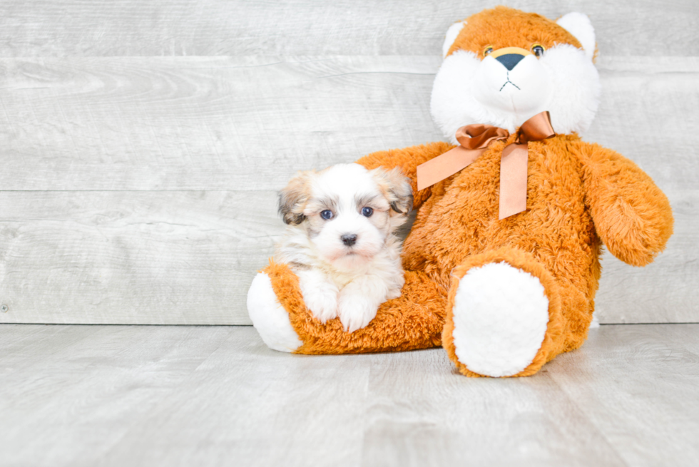 Havanese Pup Being Cute