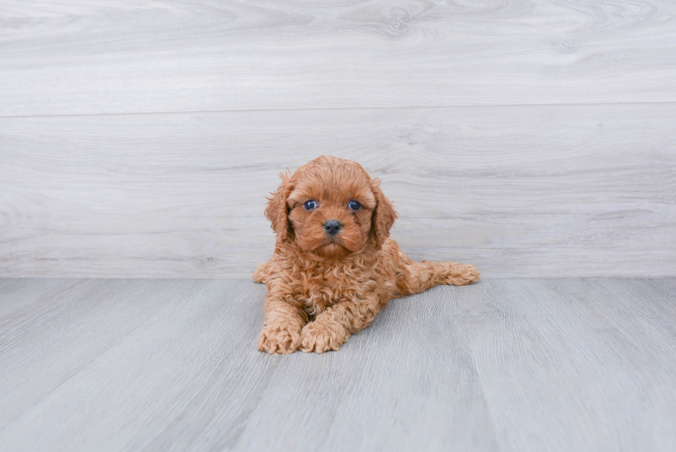 Adorable Cavoodle Poodle Mix Puppy