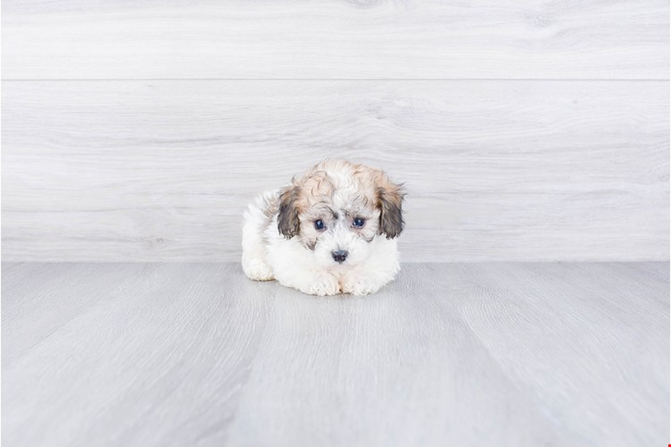 Best Maltipoo Baby