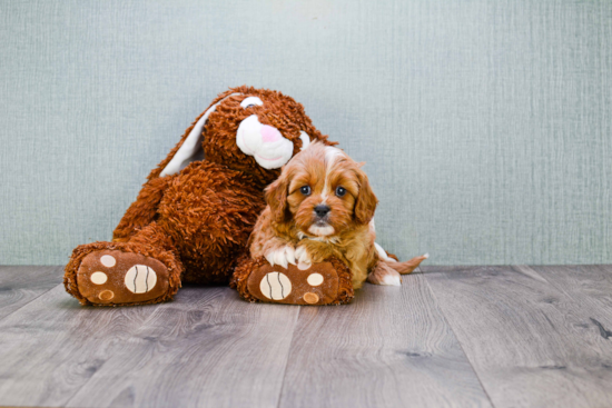 Cavapoo Puppy for Adoption