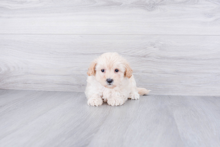 Maltipoo Puppy for Adoption