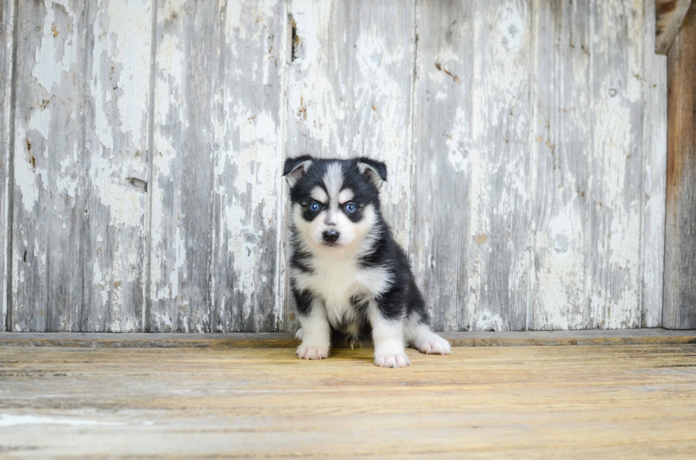 Pomsky Puppy for Adoption