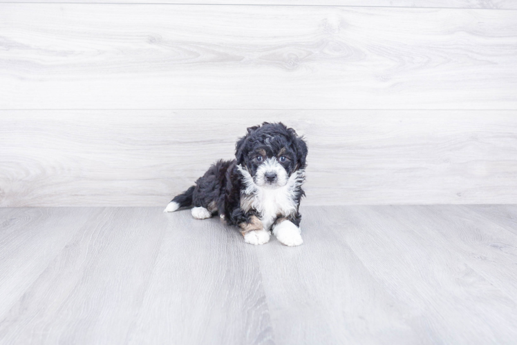 Best Mini Bernedoodle Baby