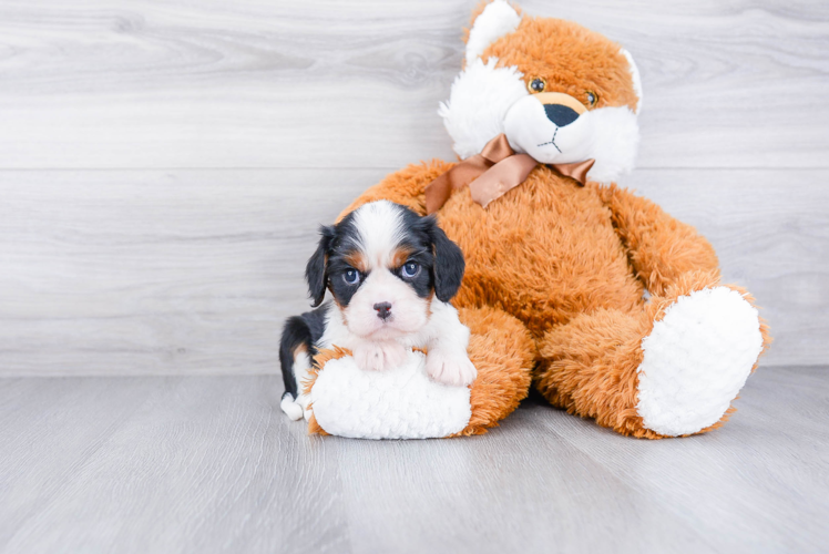 Best Cavalier King Charles Spaniel Baby