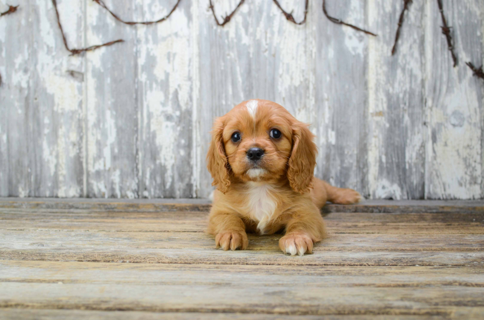 Cavalier King Charles Spaniel Puppy for Adoption