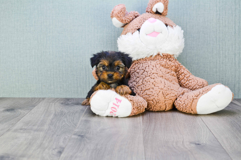 Meet Nugget - our Yorkshire Terrier Puppy Photo 