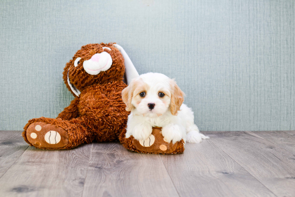 Cavachon Pup Being Cute