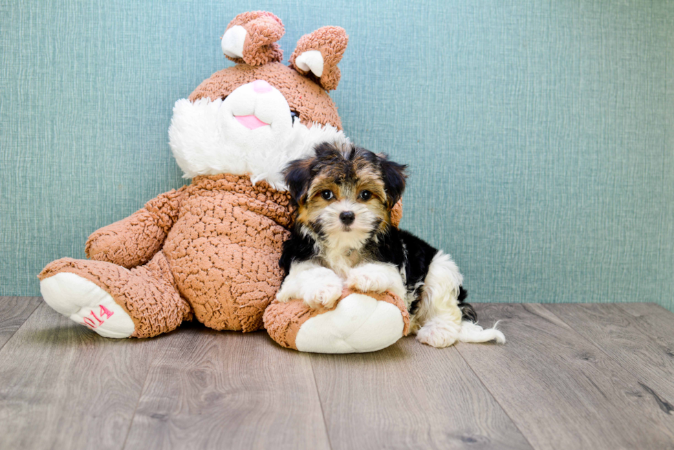 Morkie Pup Being Cute