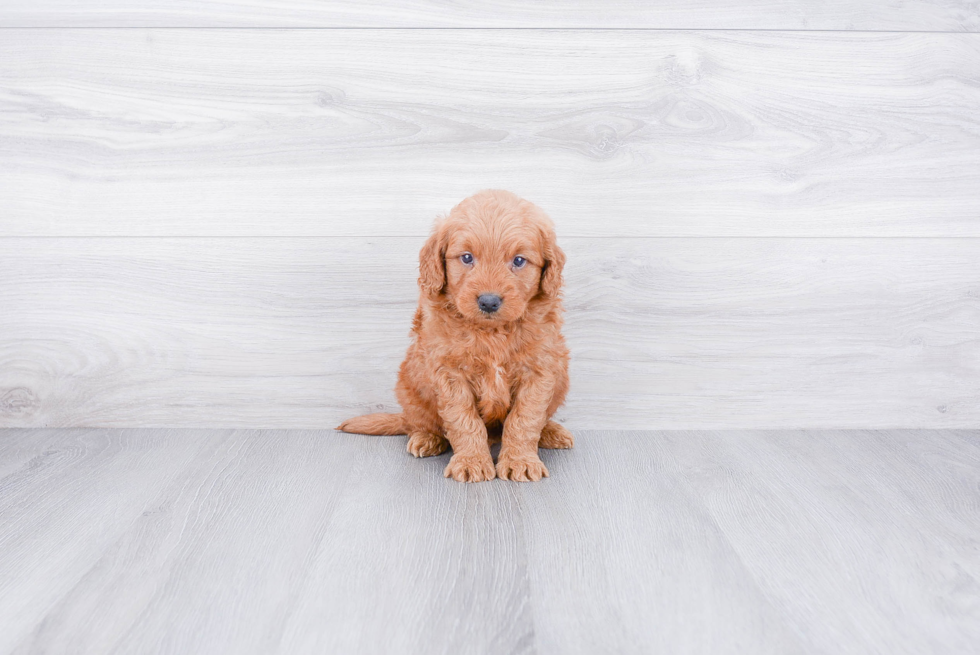 Mini Goldendoodle Puppy for Adoption