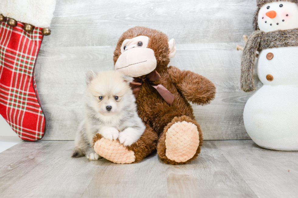 Pomsky Pup Being Cute