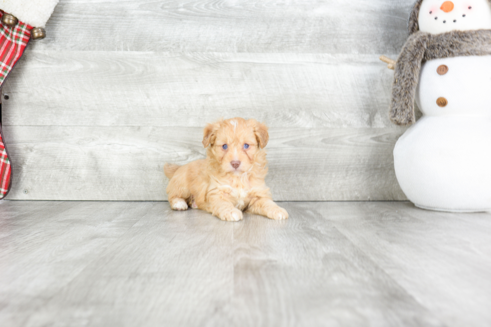 Best Mini Aussiedoodle Baby