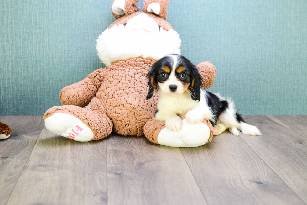 Hypoallergenic Cavalier King Charles Spaniel Baby