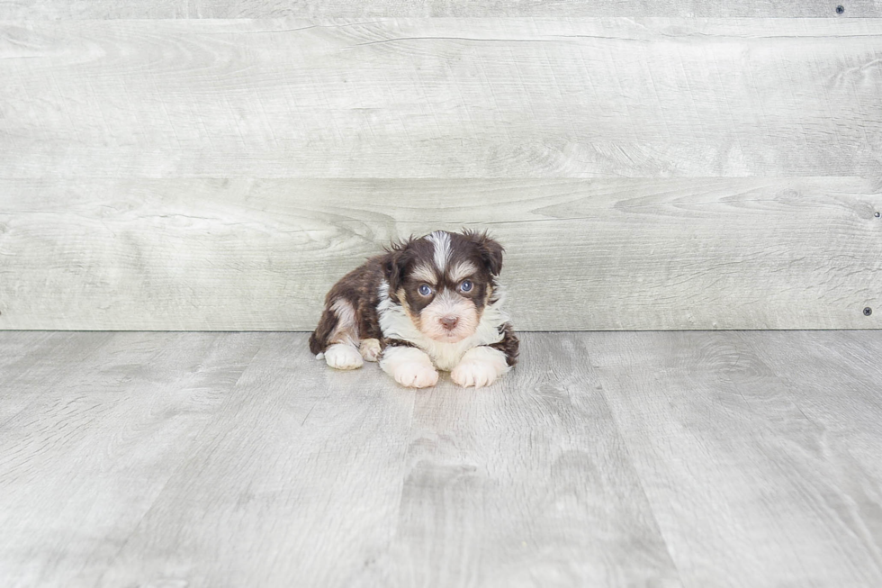 Havanese Puppy for Adoption