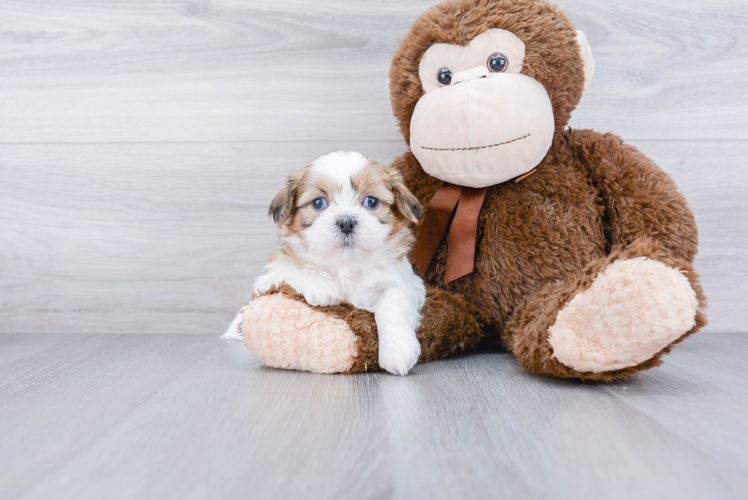 Playful Shichon Designer Puppy