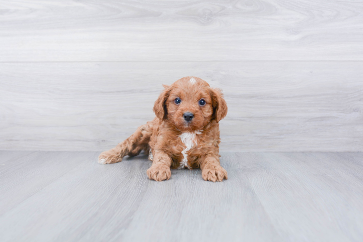 Energetic Cavoodle Poodle Mix Puppy