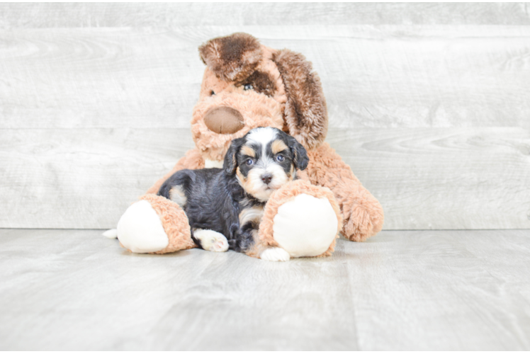 Mini Bernedoodle Pup Being Cute