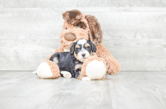 Mini Bernedoodle Pup Being Cute