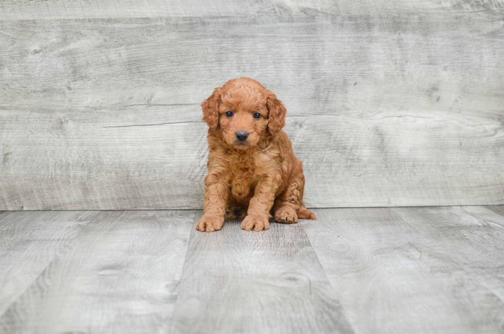 Mini Goldendoodle Pup Being Cute