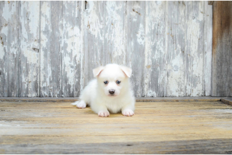 Pomsky Puppy for Adoption