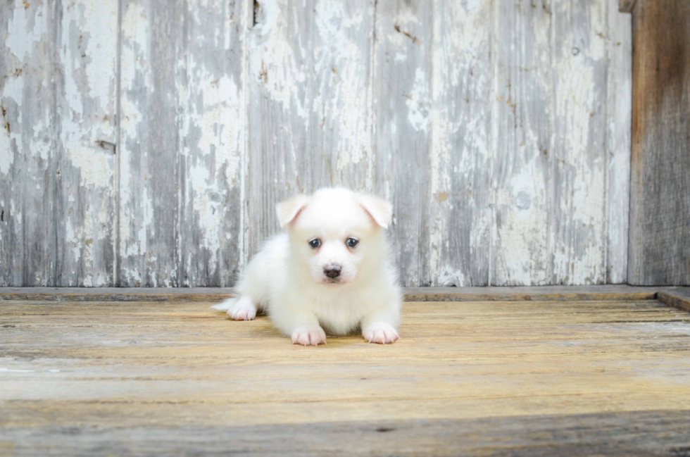 Pomsky Puppy for Adoption