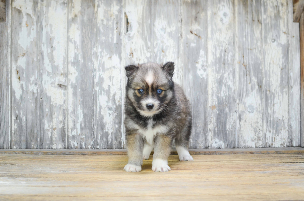 Pomsky Puppy for Adoption