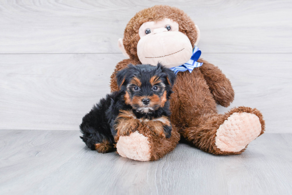 Meet Rebecca - our Yorkshire Terrier Puppy Photo 