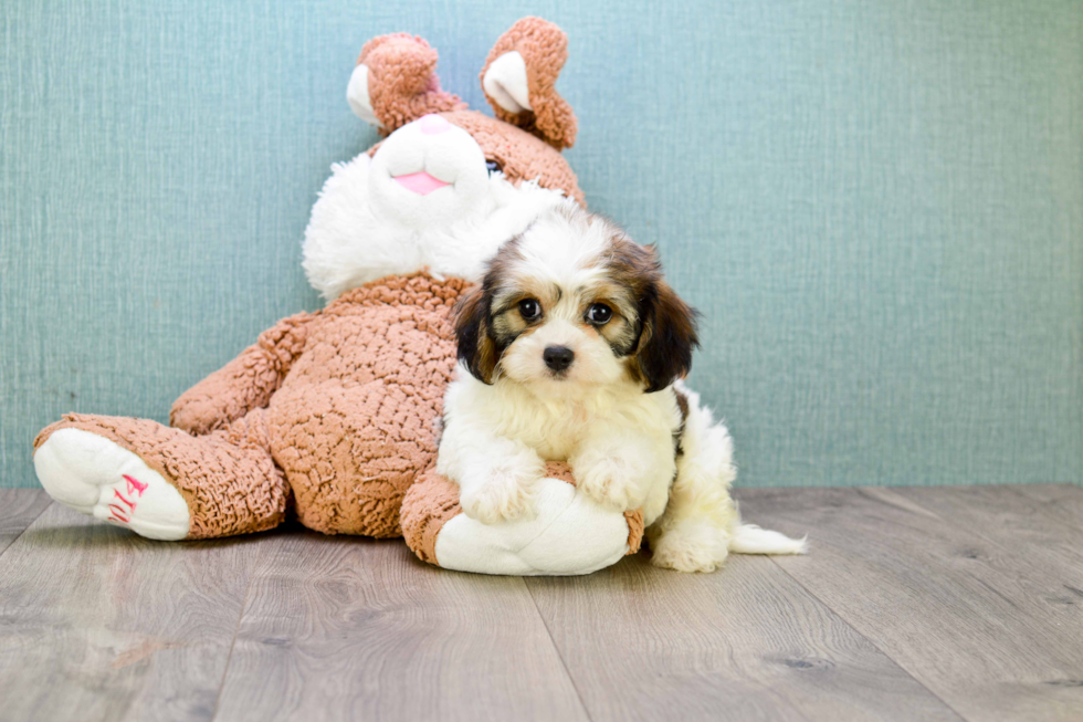 Best Cavachon Baby