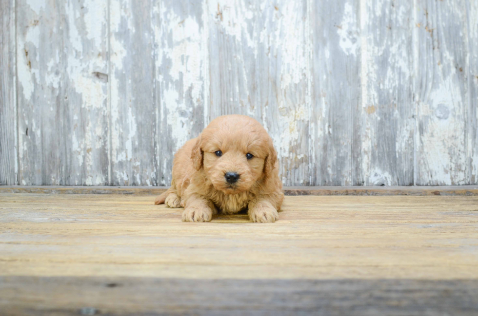 Friendly Mini Goldendoodle Baby