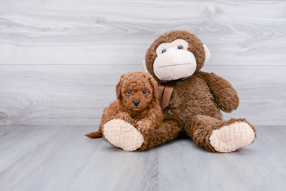 Popular Cavapoo Poodle Mix Pup