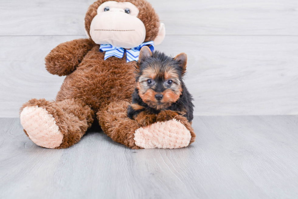 Meet Ronaldo - our Yorkshire Terrier Puppy Photo 