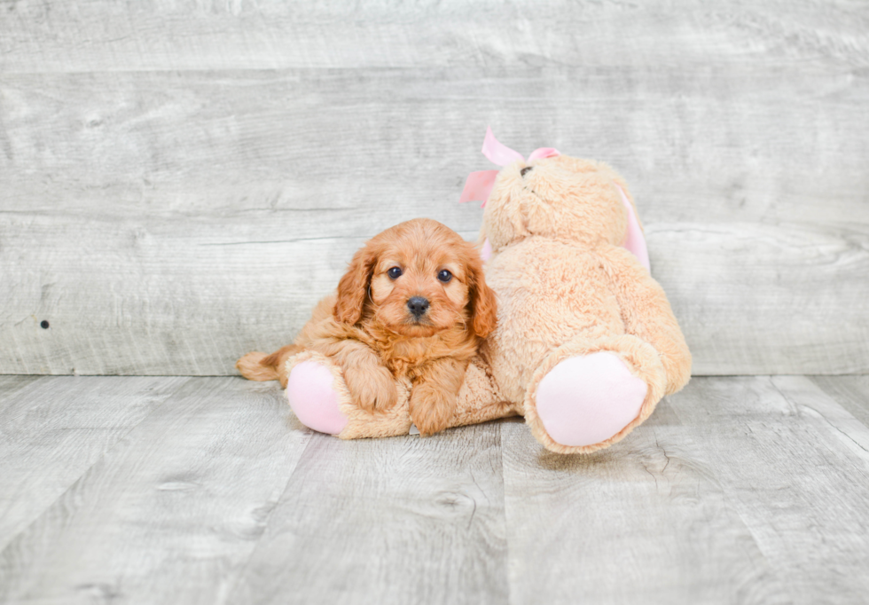 Hypoallergenic Cavoodle Poodle Mix Puppy