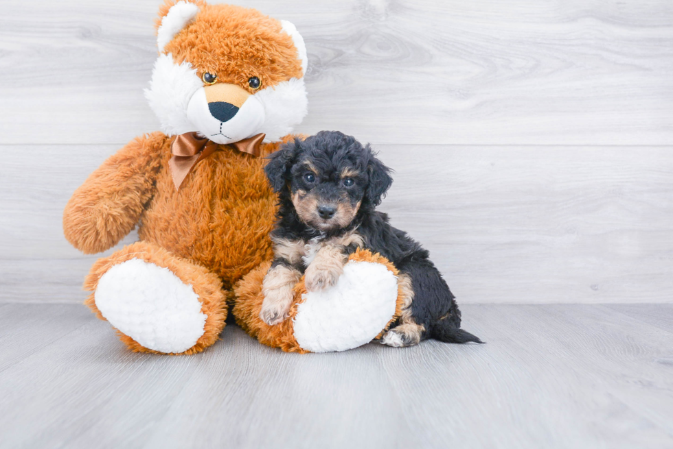 Cute Maltipoo Baby