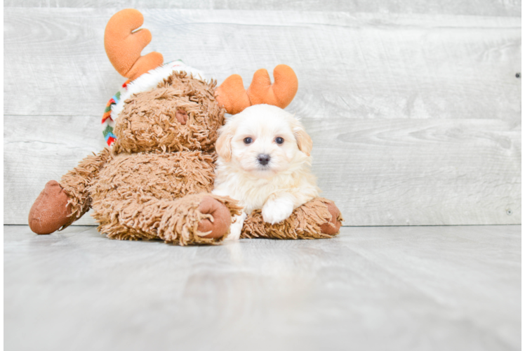 Energetic Maltepoo Poodle Mix Puppy