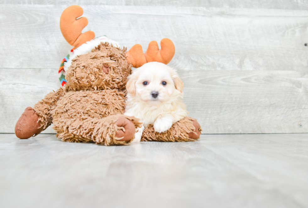 Energetic Maltepoo Poodle Mix Puppy