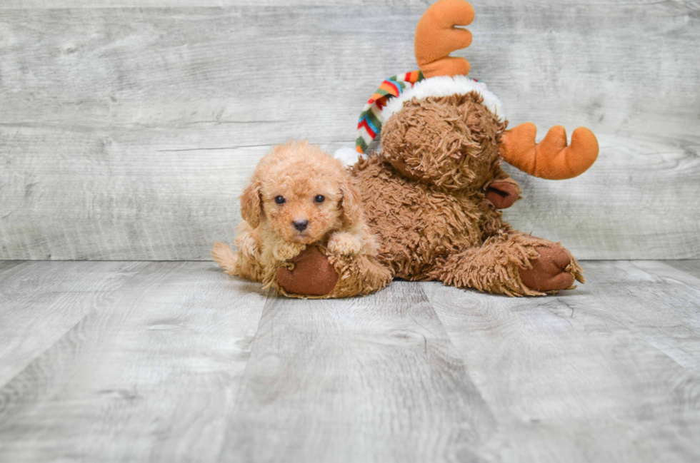 Small Cavapoo Baby