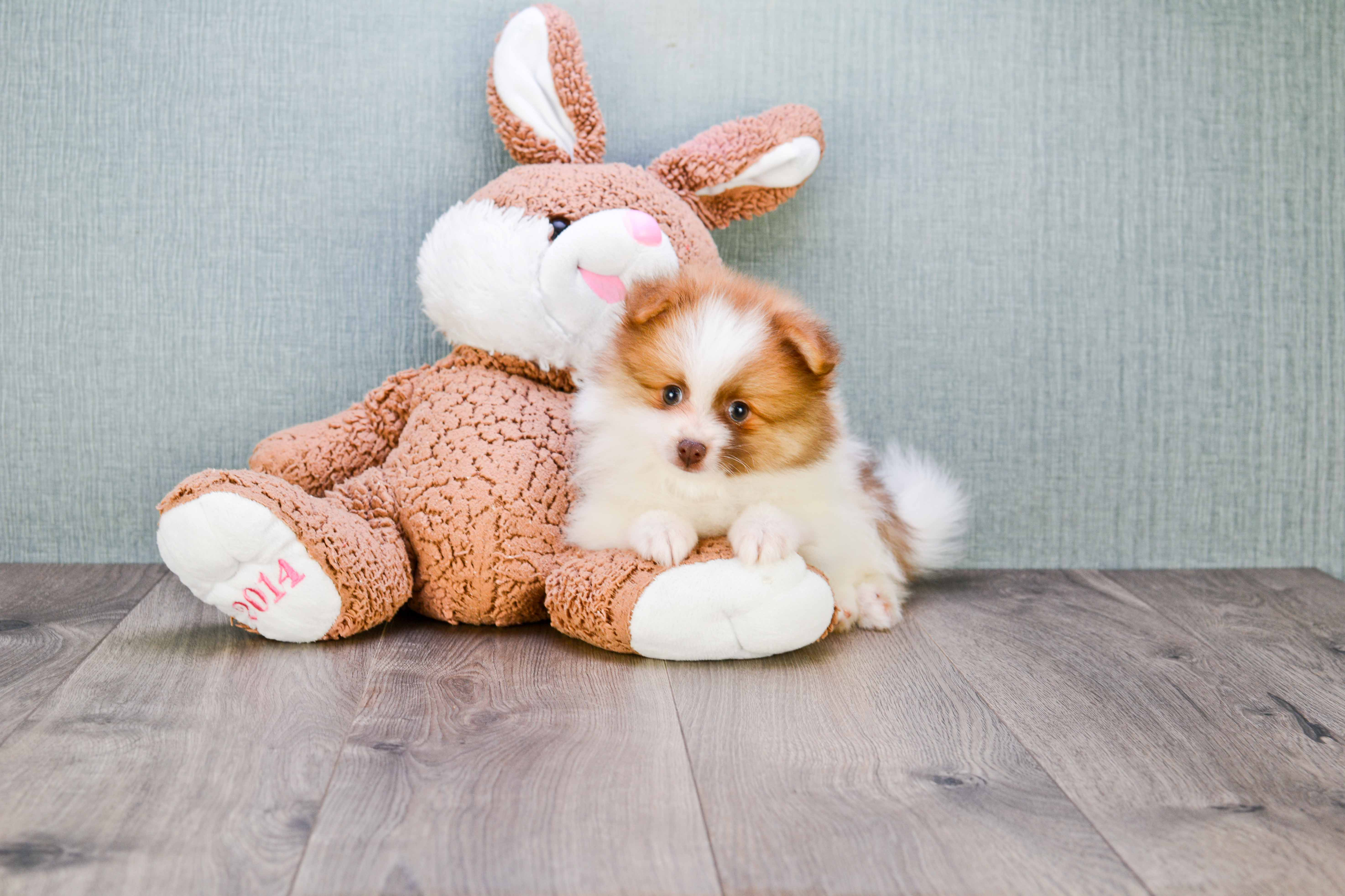 Small Pomeranian Baby