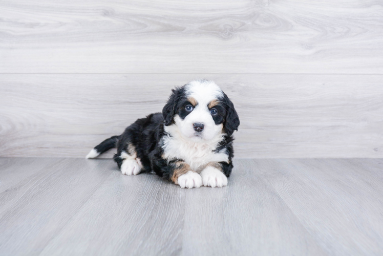 Funny Mini Bernedoodle Poodle Mix Pup