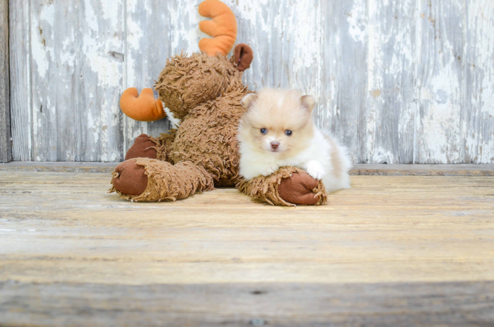 Pomeranian Pup Being Cute