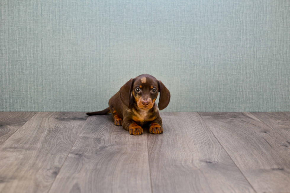 Dachshund Pup Being Cute