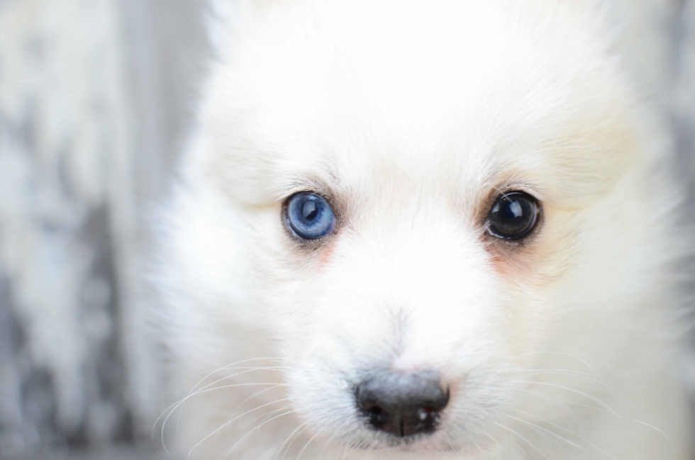 Energetic Mini Husky Designer Puppy