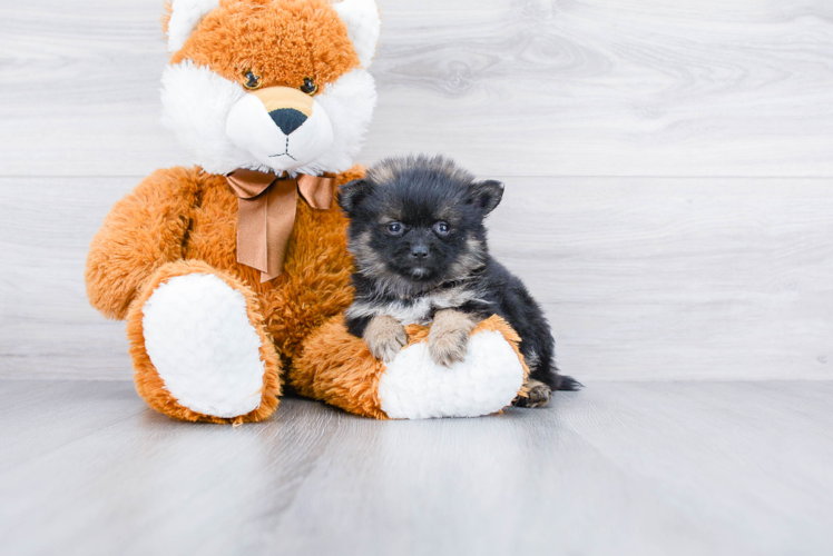 Petite Pomeranian Purebred Puppy