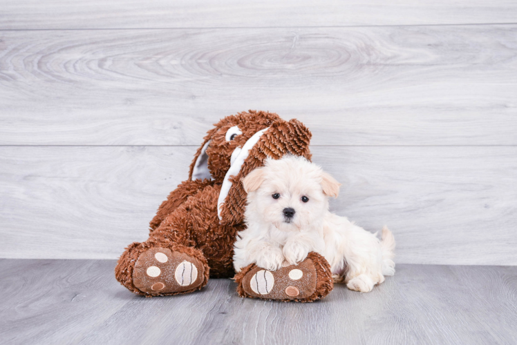 Maltipoo Puppy for Adoption