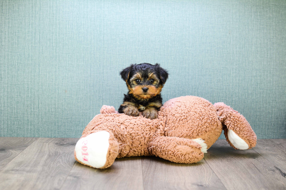 Meet Timmy - our Yorkshire Terrier Puppy Photo 