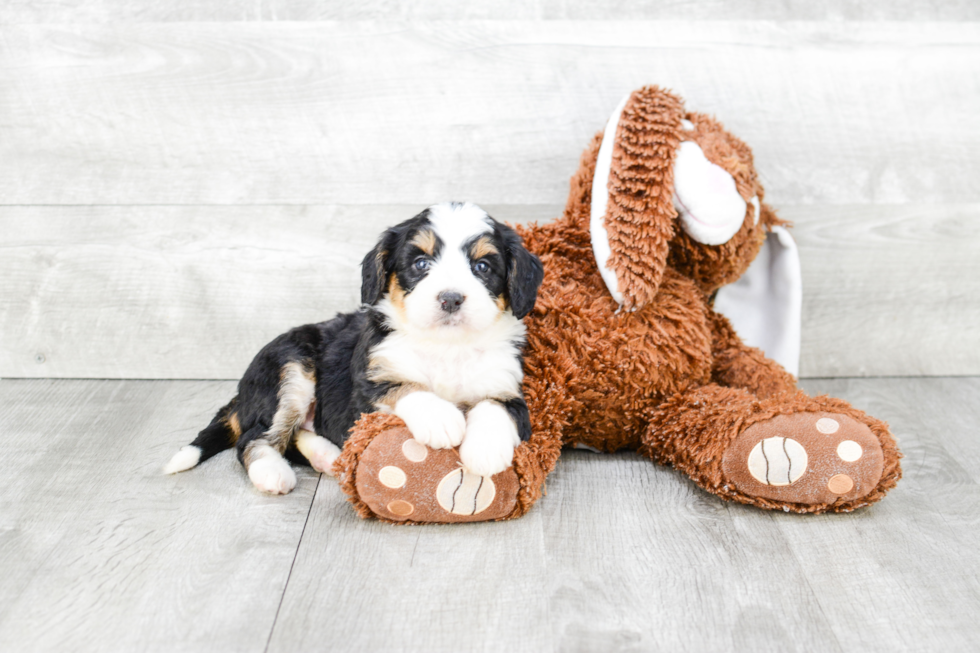 Petite Mini Bernedoodle Poodle Mix Pup